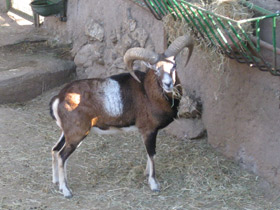 Смотреть фото Муфлон Фото Муфлон