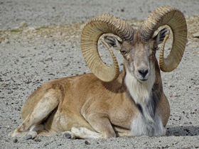 Смотреть фото Уриал Фото Уриал