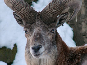 Смотреть фото Таджикский баран Фото Таджикский баран