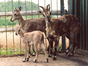 Смотреть фото Голубой баран Фото Голубой баран