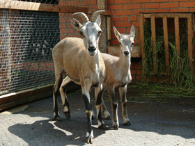 Смотреть фото Голубой баран Фото Голубой баран