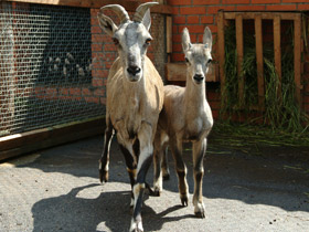 Смотреть фото Голубой баран Фото Голубой баран