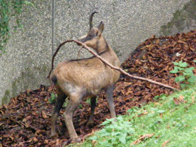 Смотреть фото Пиренейская серна Фото Пиренейская серна