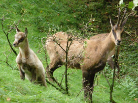 Смотреть фото Пиренейская серна Фото Пиренейская серна
