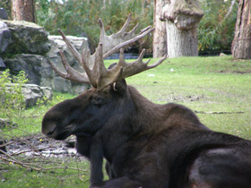 Фото Самые рогатые животные