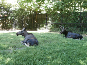 Смотреть фото Лось Фото Лось