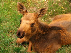 Смотреть фото Лось Фото Лось