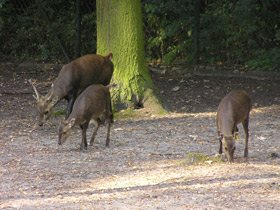 Смотреть фото Олень Куля Фото Олень Куля