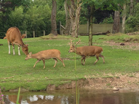 Фото Свиной олень