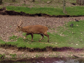 Фото Свиной олень