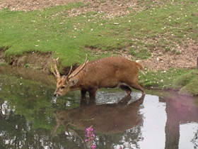 Фото Свиной олень
