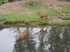 Фото Свиной олень