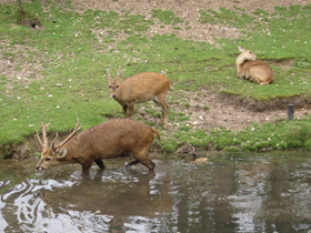Фото Свиной олень