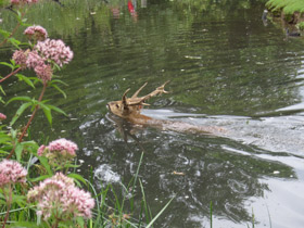 Фото Свиной олень