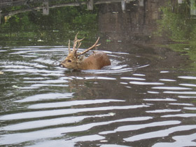 Фото Свиной олень