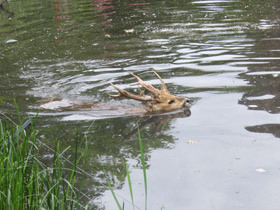 Фото Свиной олень