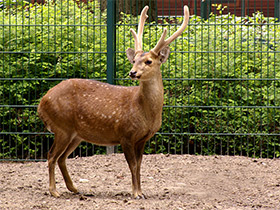 Фото Свиной олень