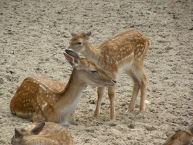 Смотреть фото Лань Фото Лань