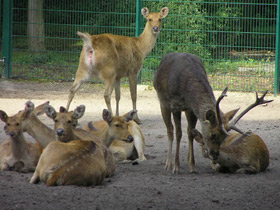 Смотреть фото Барасинга Фото Барасинга