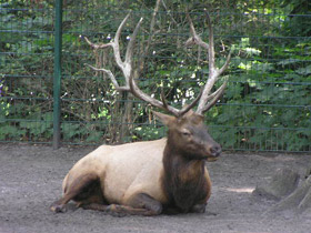 Смотреть фото Благородный олень Фото Благородный олень