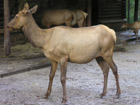 Смотреть фото Благородный олень Фото Благородный олень