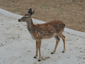 Смотреть фото Уссурийский пятнистый олень Фото Уссурийский пятнистый олень