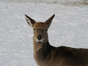 Смотреть фото Пятнистый олень Фото Пятнистый олень