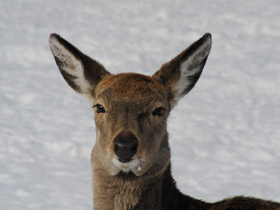 Фото Четвероногие прыгуны