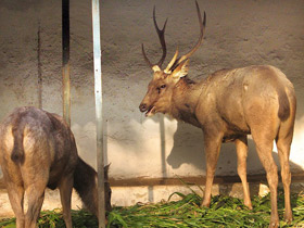 Смотреть фото Индийский замбар Фото Индийский замбар