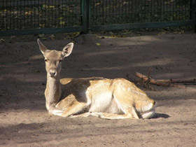 Смотреть фото Иранская лань Фото Иранская лань