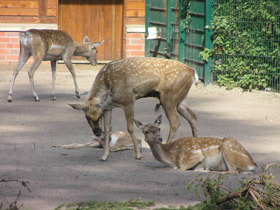 Смотреть фото Иранская лань Фото Иранская лань
