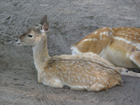 Смотреть фото Иранская лань Фото Иранская лань