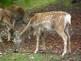 Смотреть фото Иранская лань Фото Иранская лань