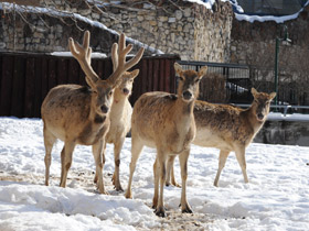 Смотреть фото Олень Давида Фото Олень Давида