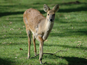 Смотреть фото Водяной олень Фото Водяной олень