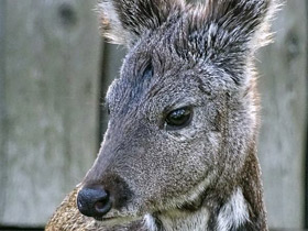 Смотреть фото Кабарга Фото Кабарга