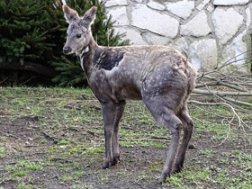 Смотреть фото Кабарга Фото Кабарга