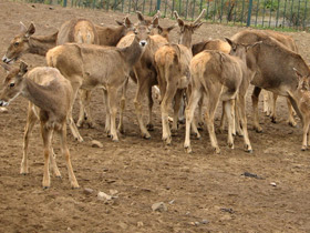 Смотреть фото Беломордый олень: шоу полковника Пржевальского Фото Беломордый олень: шоу полковника Пржевальского