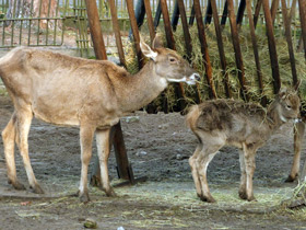 Смотреть фото Беломордый олень: шоу полковника Пржевальского Фото Беломордый олень: шоу полковника Пржевальского