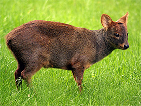 Смотреть фото Пуду Фото Пуду