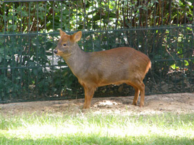 Смотреть фото Пуду Фото Пуду