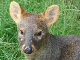 Смотреть фото Пуду Фото Пуду