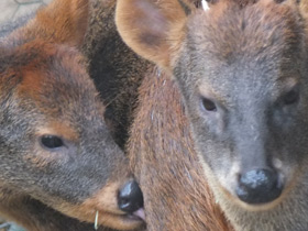 Смотреть фото Пуду Фото Пуду