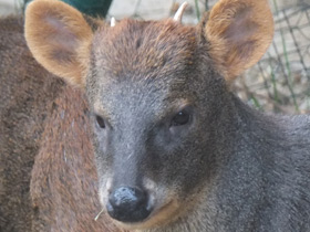 Смотреть фото Пуду Фото Пуду
