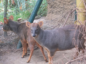 Смотреть фото Пуду Фото Пуду