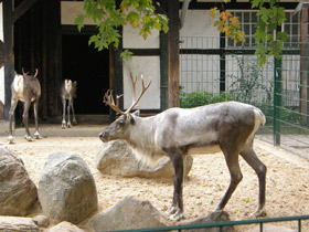 Фото Северный олень
