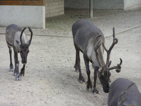 Смотреть фото Северный олень Фото Северный олень