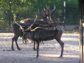 Смотреть фото Северный олень Фото Северный олень