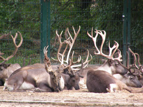 Смотреть фото Северный олень Фото Северный олень