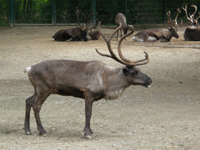 Смотреть фото Северный олень Фото Северный олень